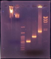 pict-PCR
