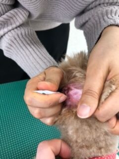 わんにゃん通信no 1116 もみじの点耳 応用生物科学科blog