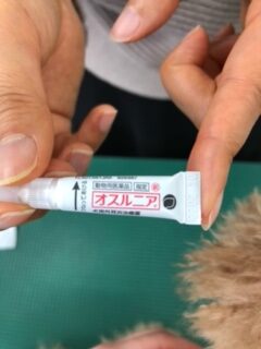 わんにゃん通信no 1116 もみじの点耳 応用生物科学科blog