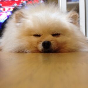 IMG_1152 - コピー