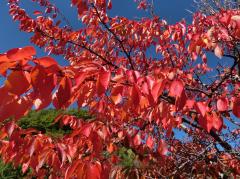 pict-suifuyouCIMG0180