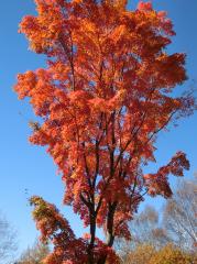 pict-suifuyouCIMG0185