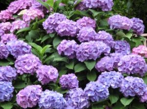 紫陽花
