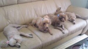 mini_130915_09520002