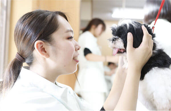 愛玩動物看護学科（現 応用生物科学科動物看護コース）
