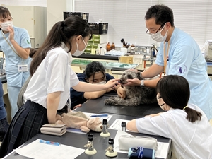 愛玩動物看護学科_わんちゃんの健康チェック1